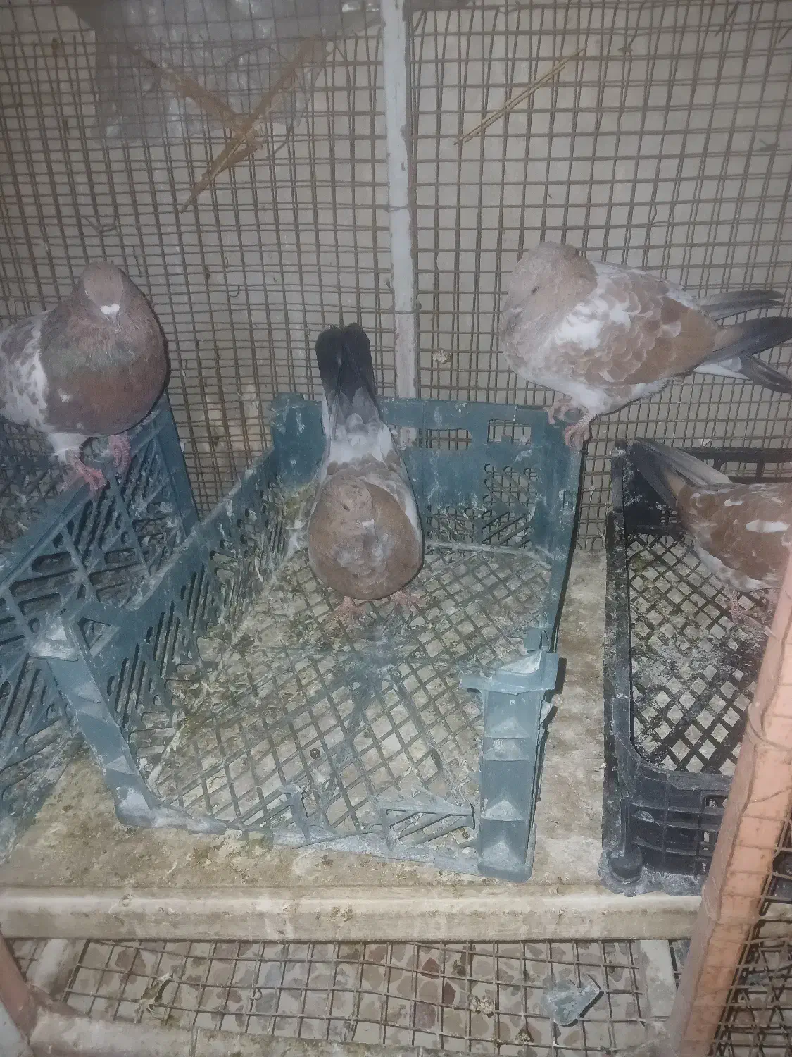 فروشی|پرنده|ایذه, |دیوار