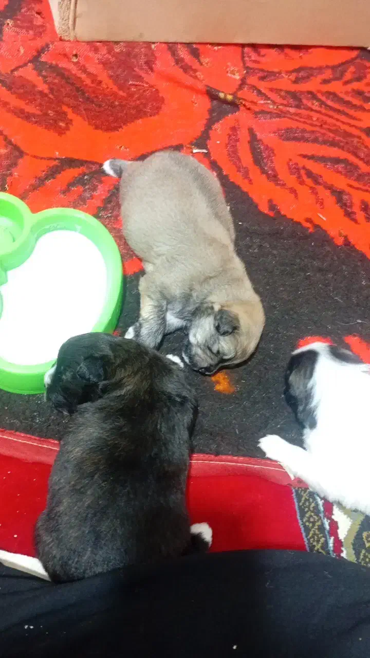 فروش مادر و توله ها|سگ|آمل, |دیوار