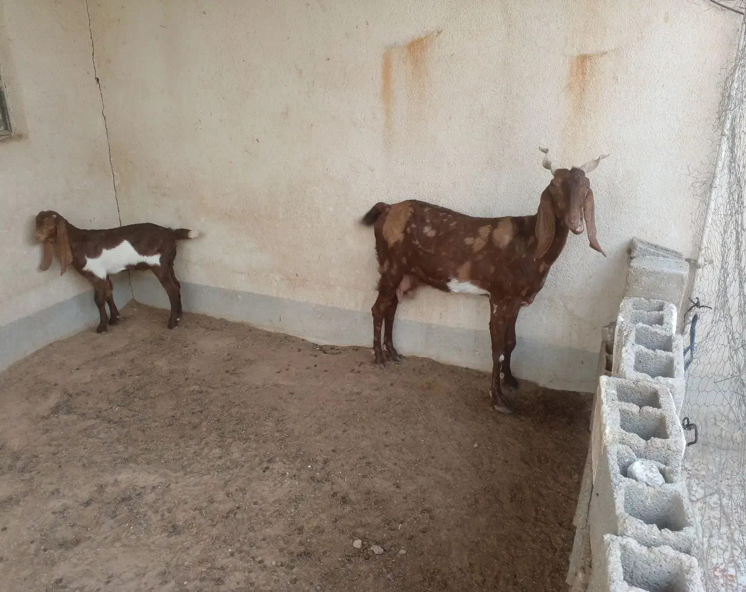 بز پاکستانی و کهره نر پاکستانی|حیوانات مزرعه|برازجان, |دیوار