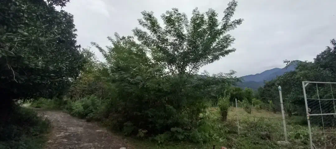 زمین.باغی|فروش زمین و ملک کلنگی|چابکسر, |دیوار