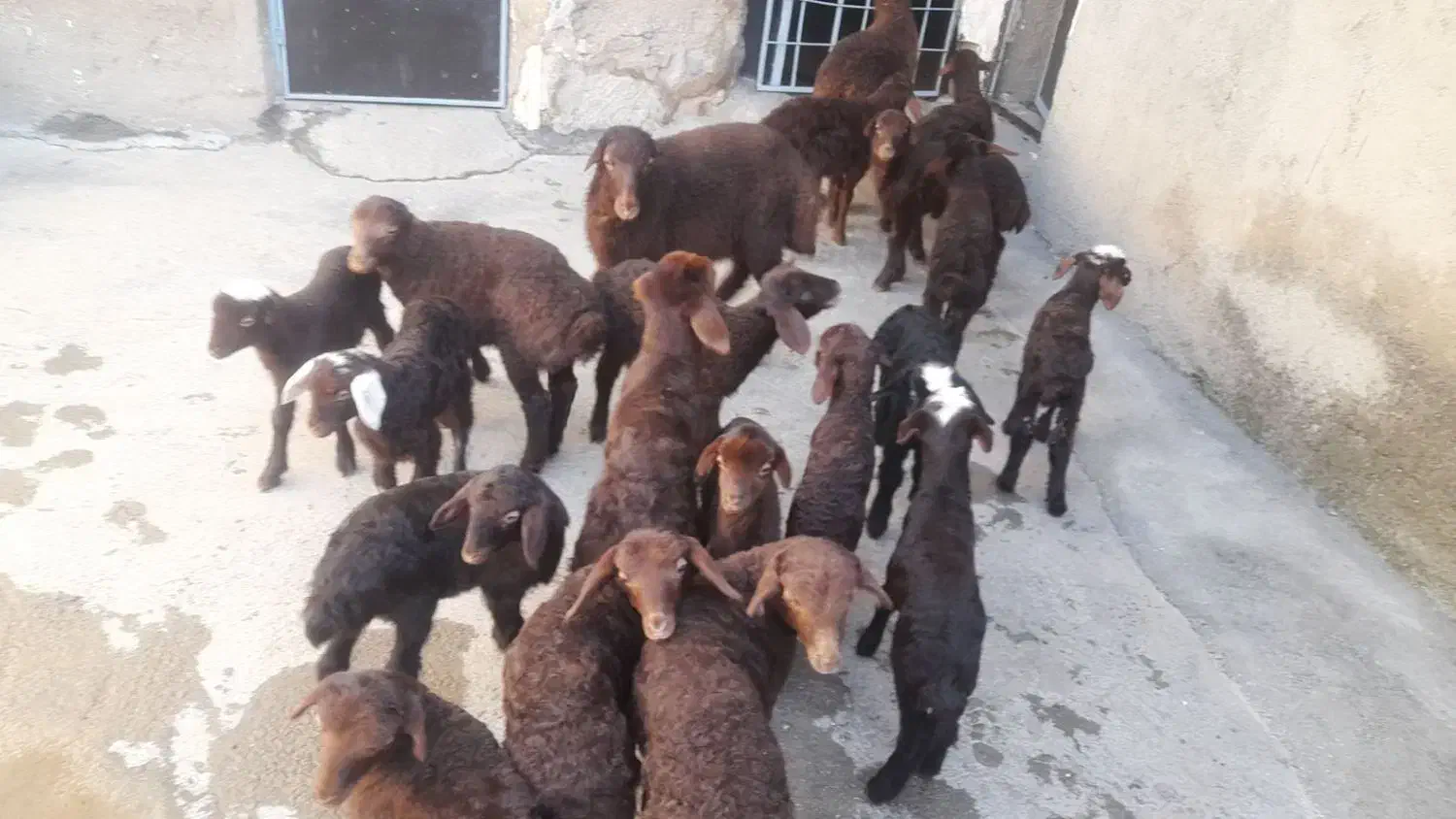 گوسفند و بره|حیوانات مزرعه|مریوان, |دیوار