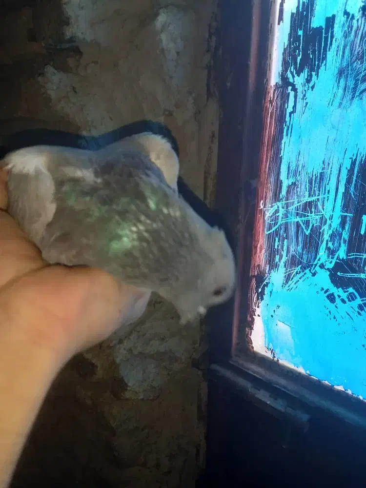 کفتر کوهی . کفتر چاهی|پرنده|نجفآباد, یزدانشهر|دیوار