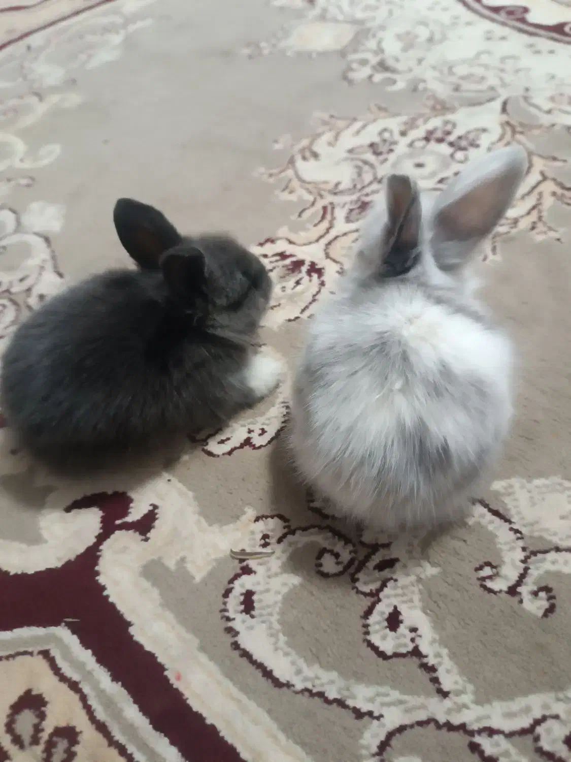 خرگوش لوپ|موش و خرگوش|رفسنجان, |دیوار