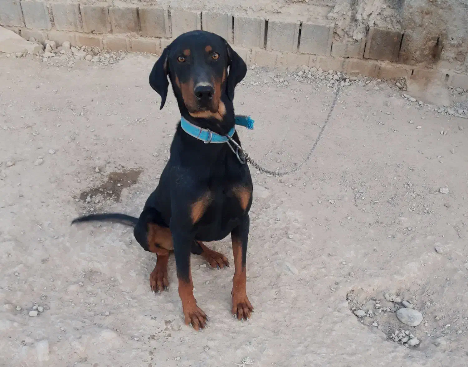 سگ نژاد دوبرمن خالص|سگ|شیروان (خراسان), |دیوار