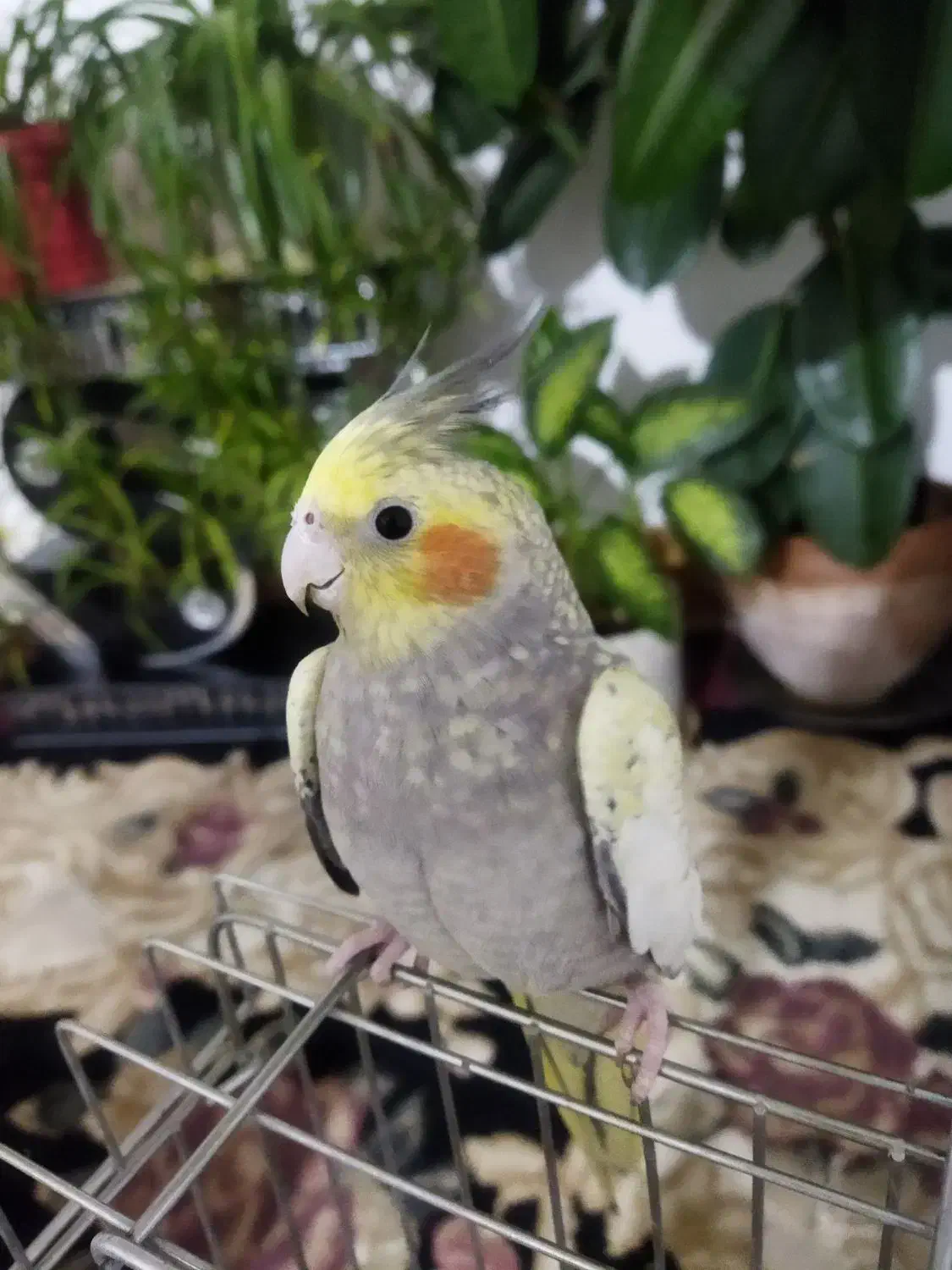 عروس هلندی|پرنده|بروجرد, |دیوار