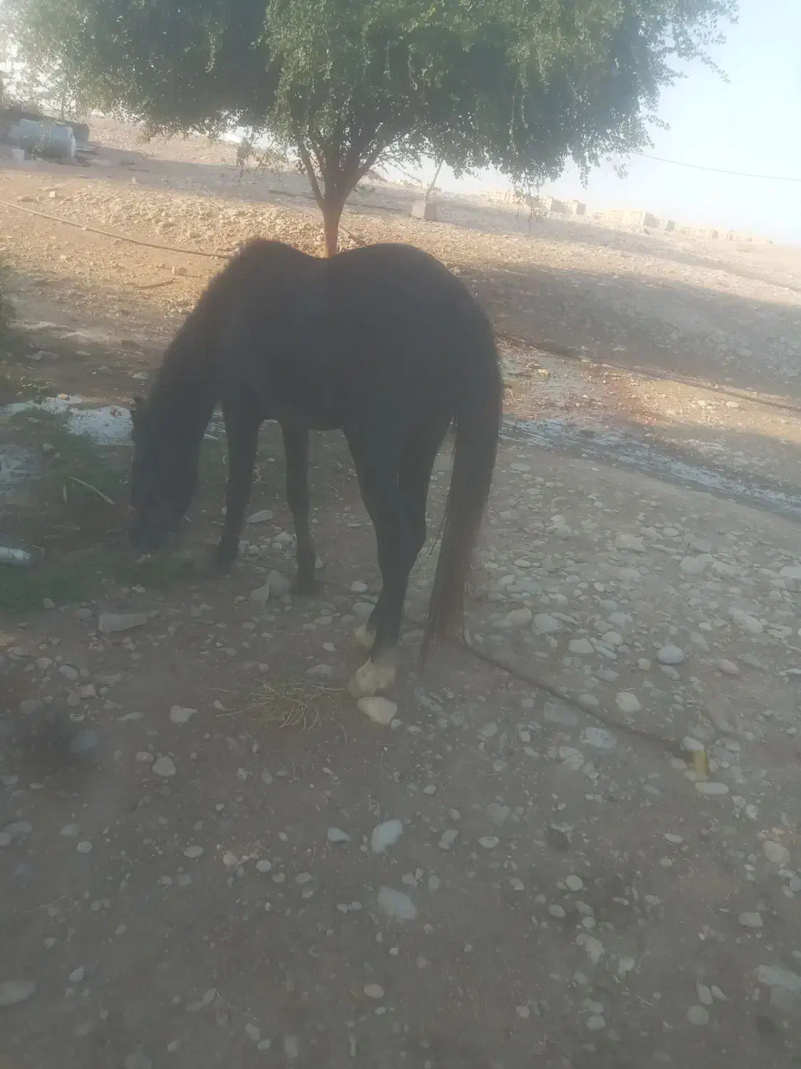 اسب|اسب و تجهیزات اسب‌سواری|دزفول, |دیوار