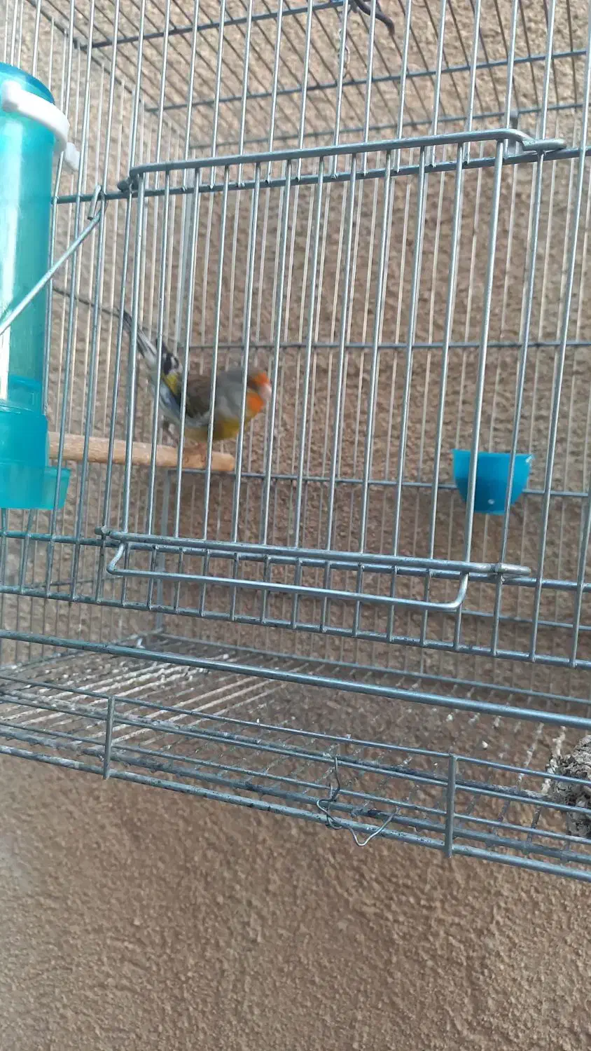 نقد|پرنده|فسا, |دیوار