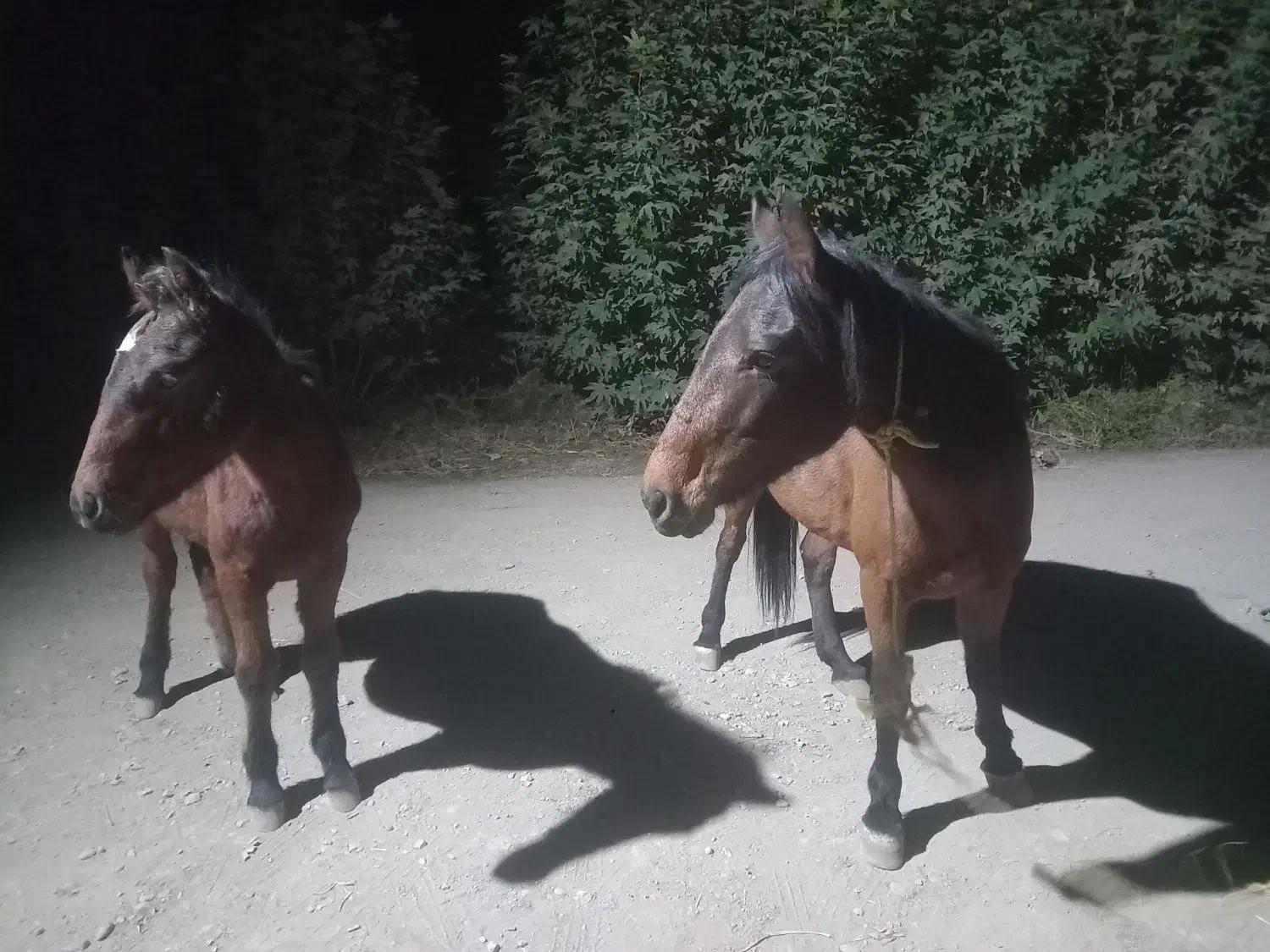 اسب مادیون|اسب و تجهیزات اسبسواری|چناران, |دیوار