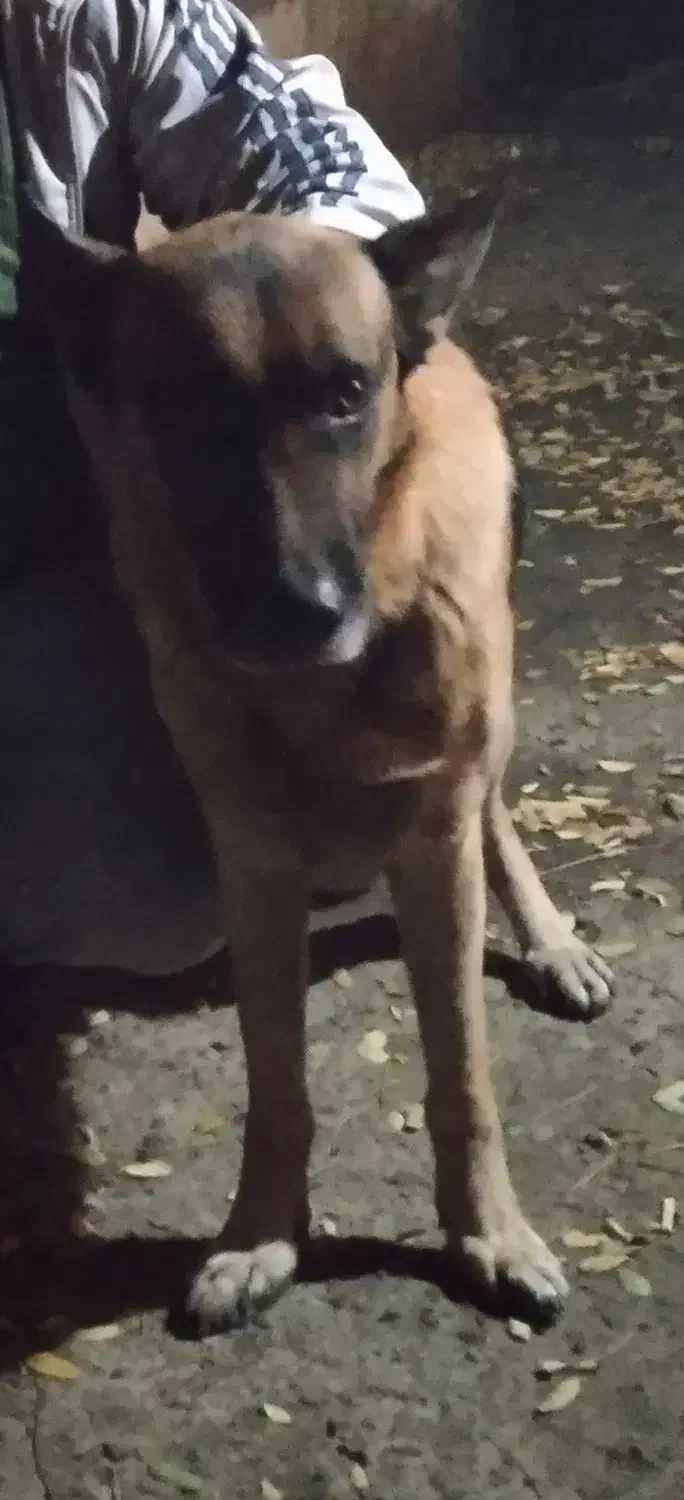 سگ گمشده.|حیوانات|مشهد, شترک|دیوار