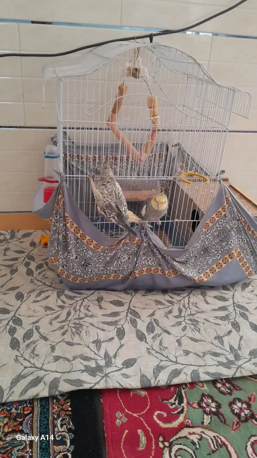 عروس هلندی معاوضه کفترنقش|پرنده|راور, |دیوار