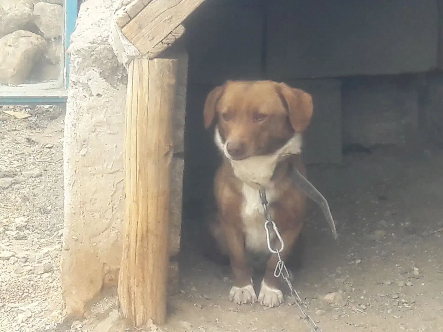 پاکوتاه|سگ|بیجار, |دیوار