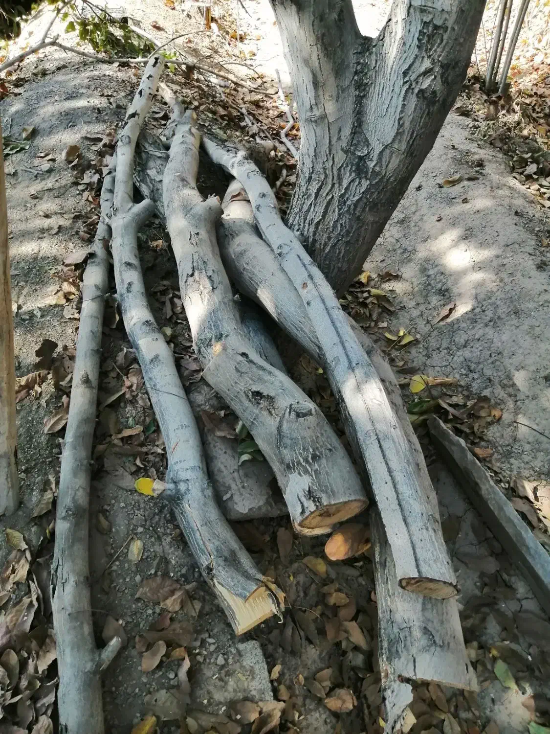 چوب گردو و چوب زغال|مصالح و تجهیزات ساختمان|نجف‌آباد, قلعه سفید|دیوار