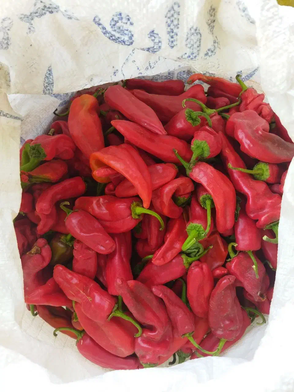 فلفل|خوردنی و آشامیدنی|سبزوار, هفت تیر|دیوار