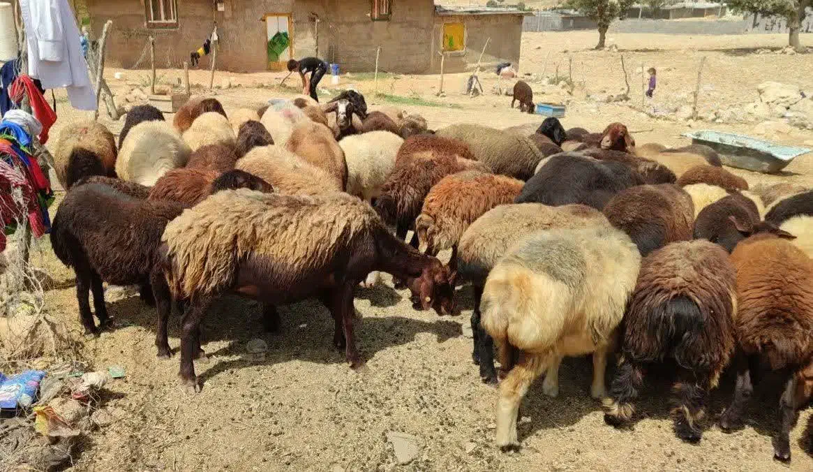 فروش میش ،بز آبستن|حیوانات مزرعه|یاسوج, |دیوار