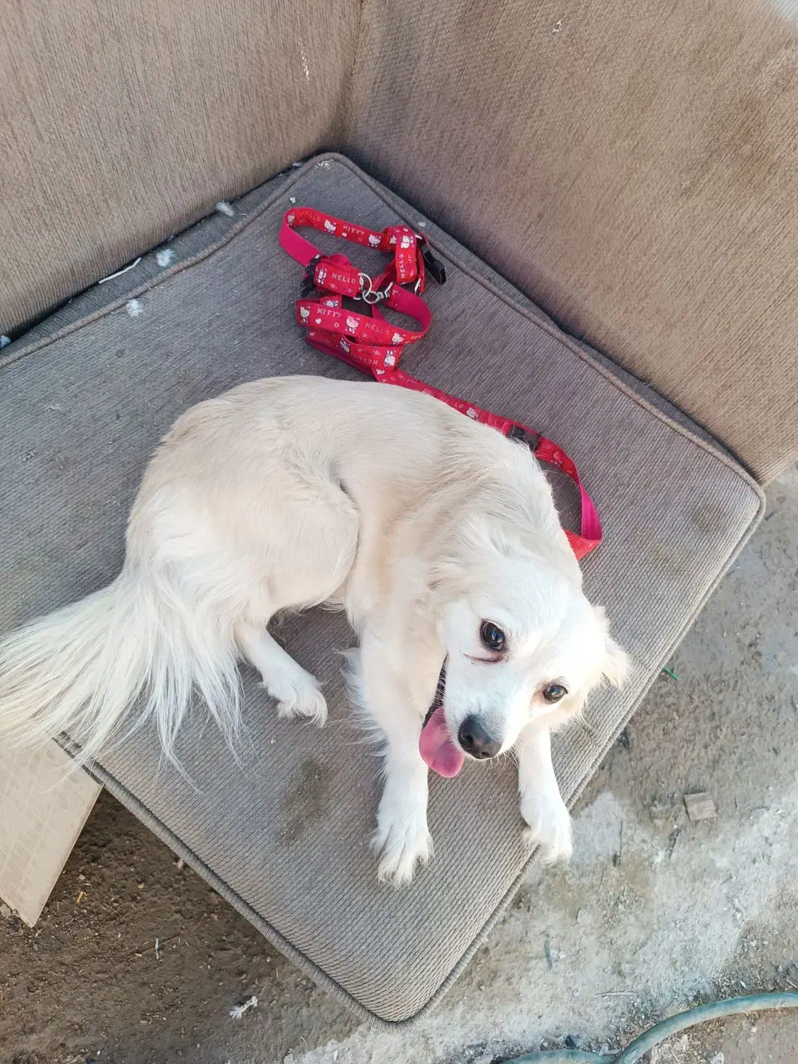 سگ ماده|سگ|دیلم, |دیوار