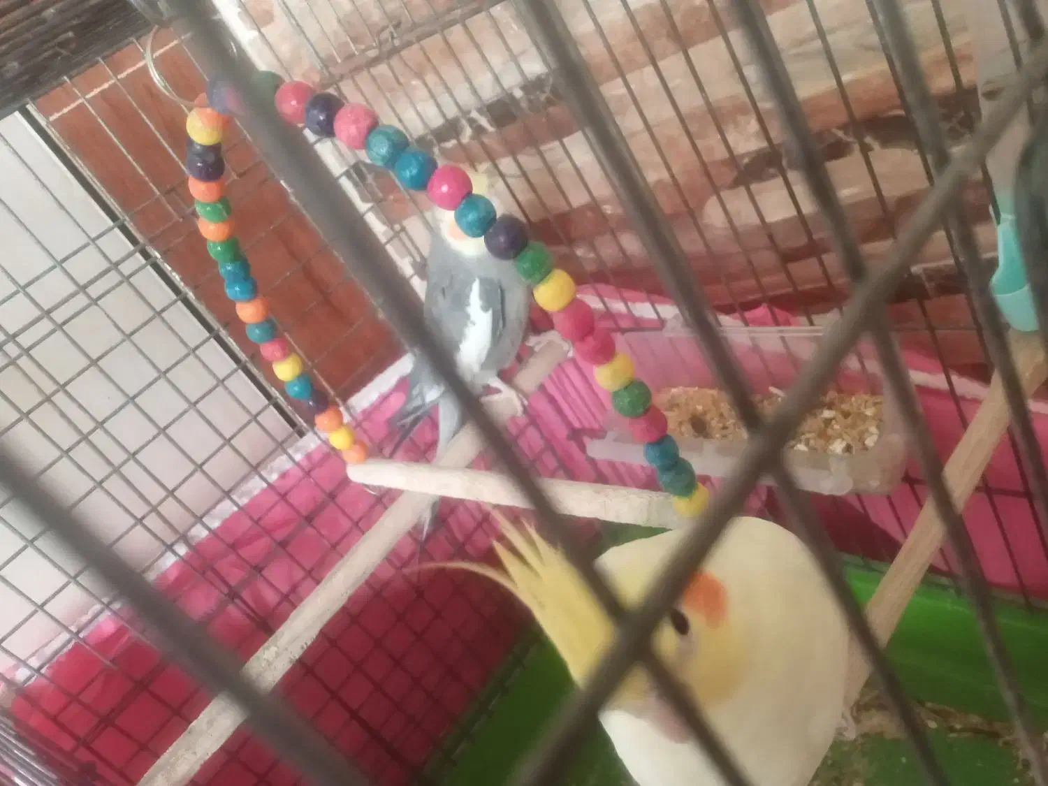 عروس هلندی بالغ|پرنده|فولادشهر, B2|دیوار