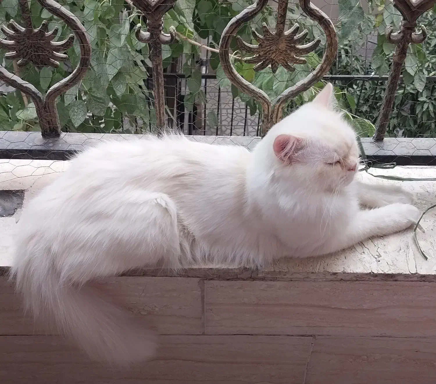 گربه نر میکس پرشین و اسکاتیش ، شناسنامه دار|گربه|تهران, شهرک هما|دیوار