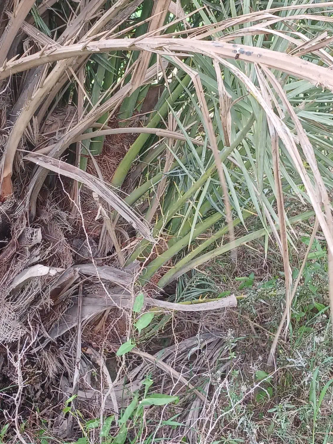 نخل نر غنامی|گل و گیاه طبیعی|چمران, |دیوار