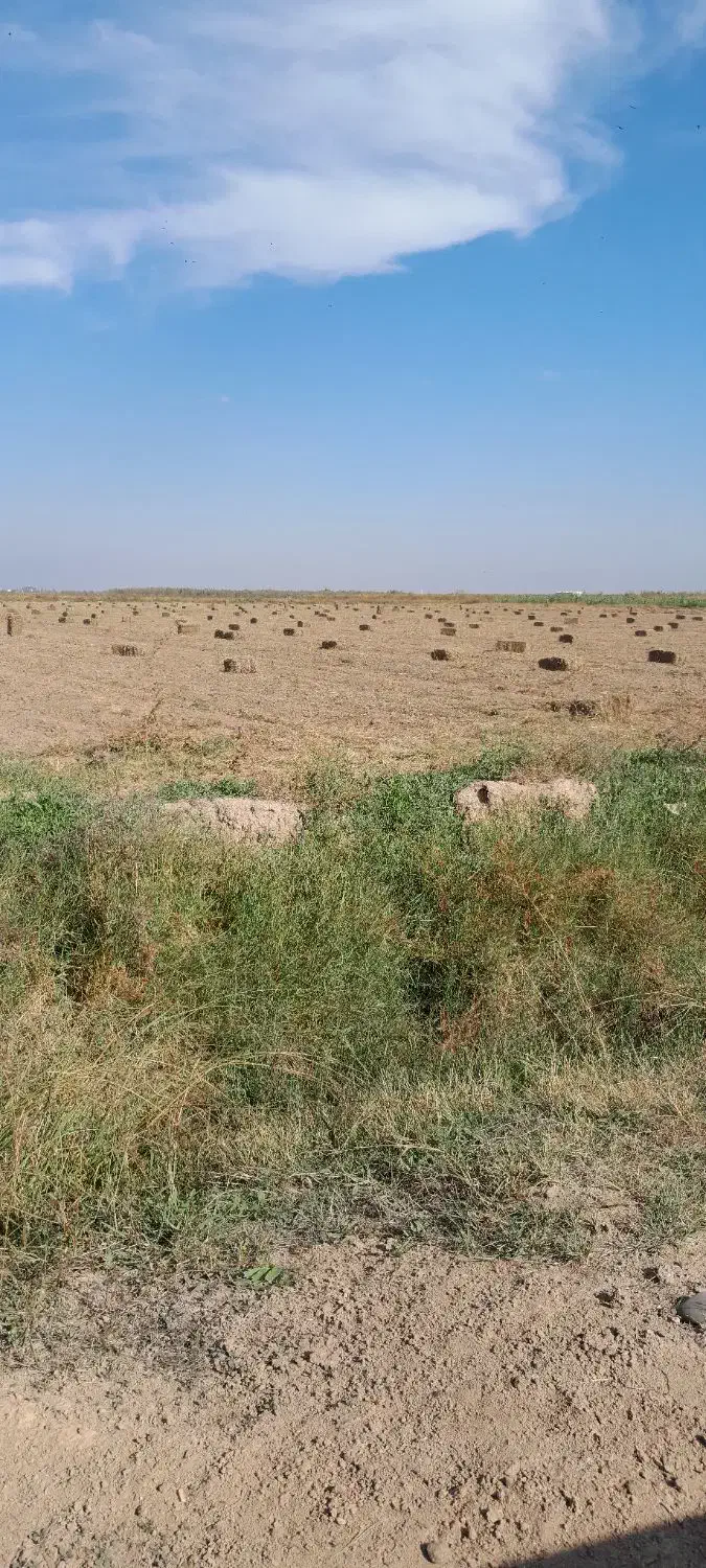 خرید فروش علف بادام زمینی|لوازم جانبی حیوانات|اسلام آباد, |دیوار