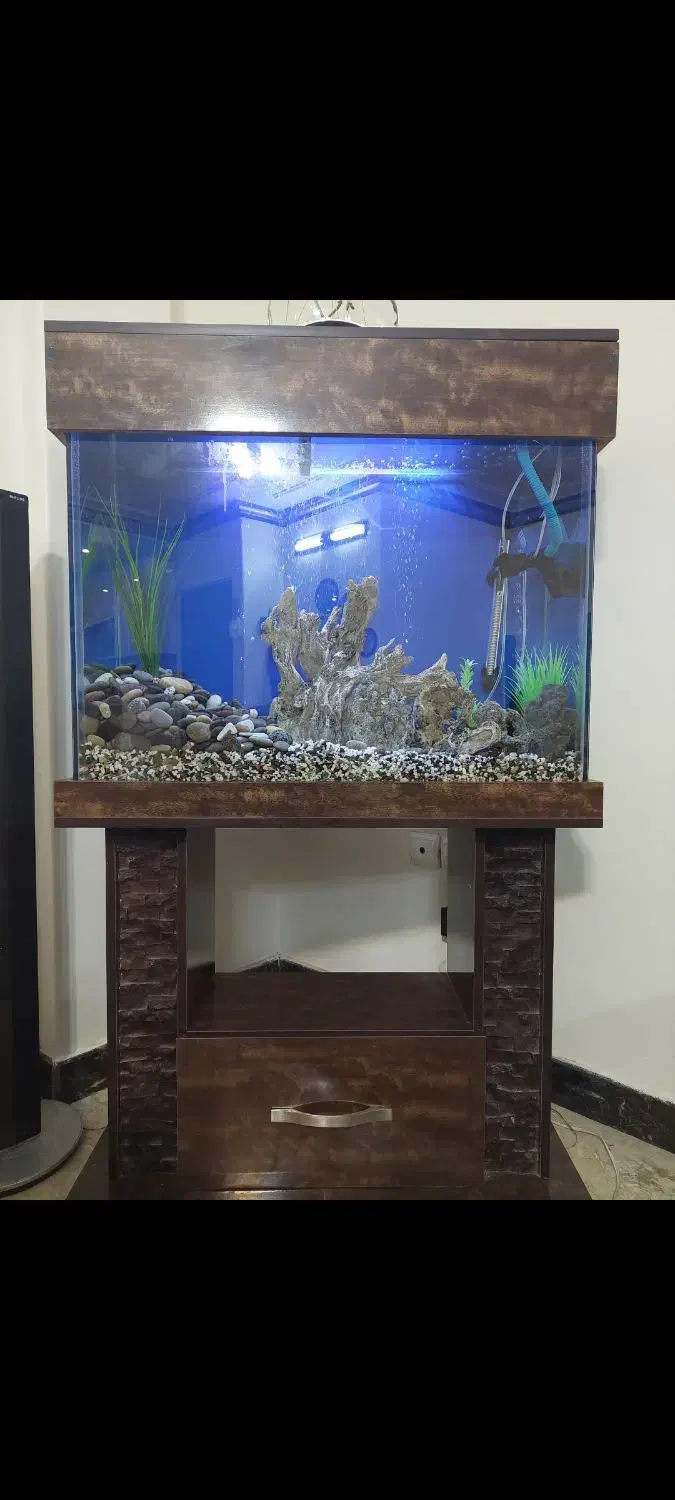 آکواریوم|ماهی|تهران, والفجر (افسریه)|دیوار