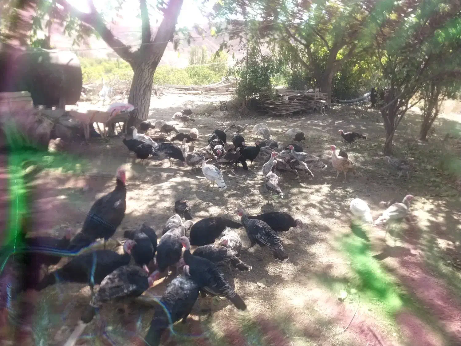 بوقلمون محلی|حیوانات مزرعه|شاهرود (اردبیل), |دیوار