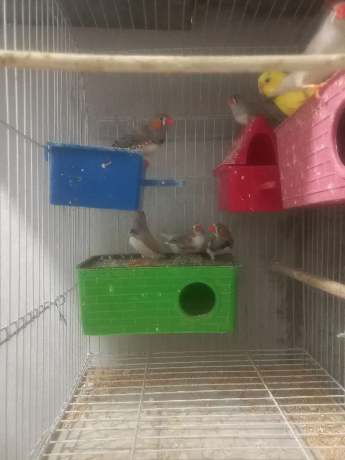 فروش پرنده|پرنده|مهر, |دیوار