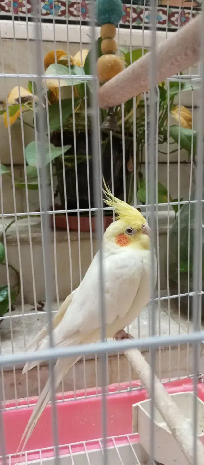 یک عدد عروس هلندی|پرنده|شیراز, پودنک|دیوار