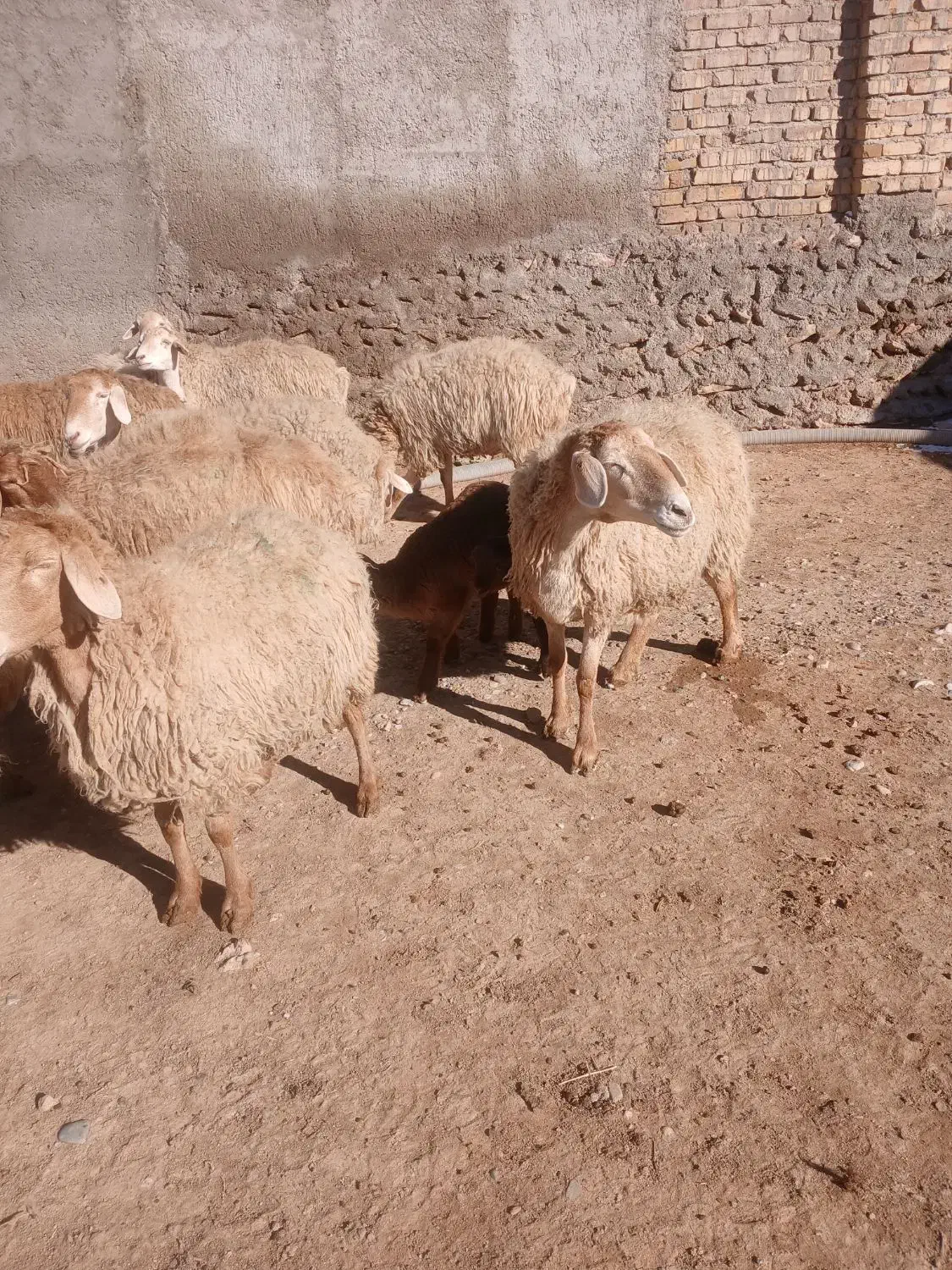 میش|حیوانات مزرعه|دوتپه, |دیوار