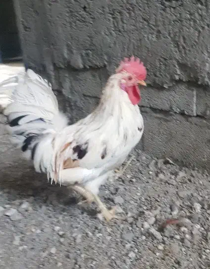 خروس اصیل گلین|حیوانات مزرعه|کرمان, |دیوار