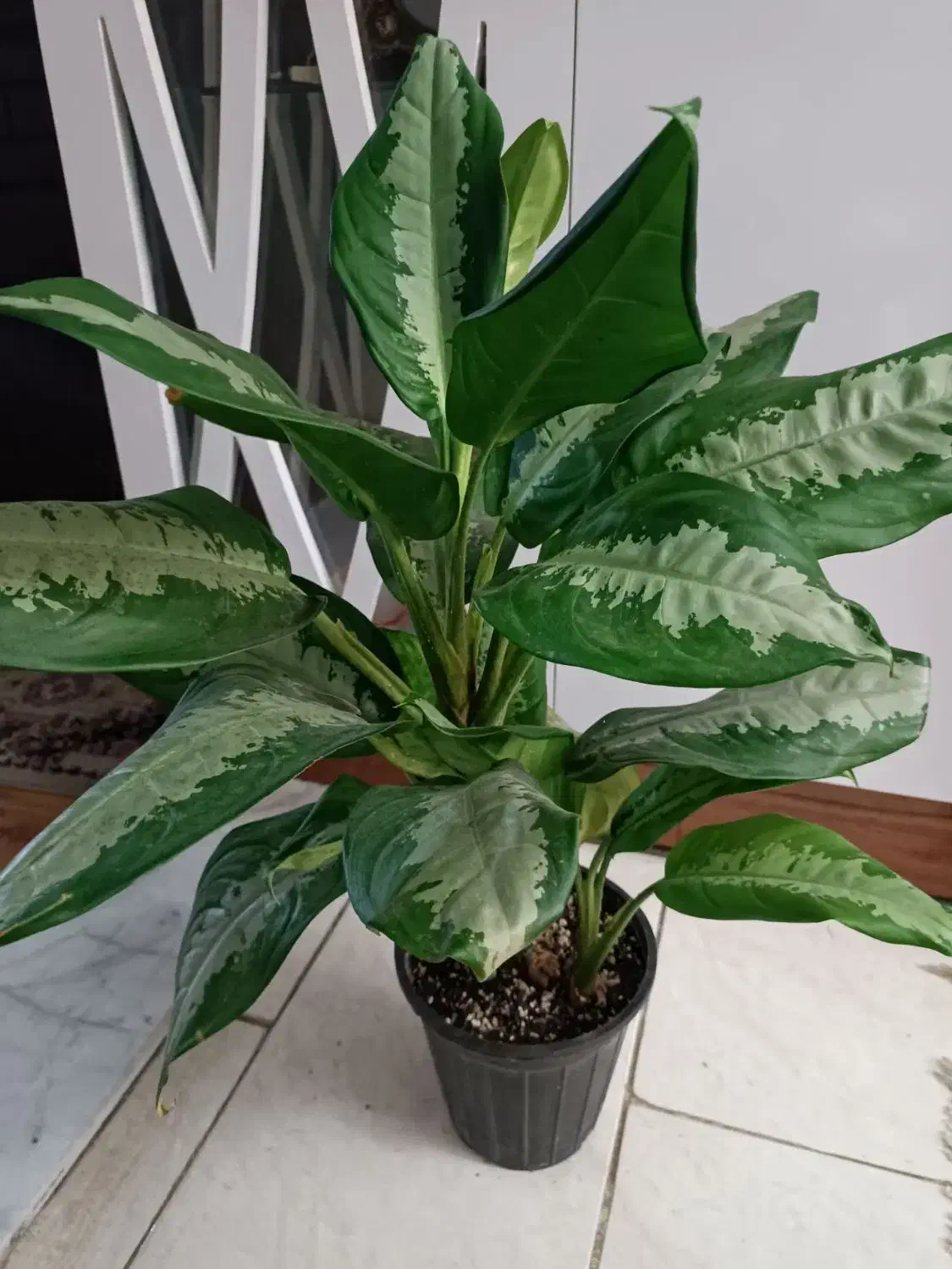 گل و گیاه آپارتمانی|گل و گیاه طبیعی|مشهد, کشف|دیوار