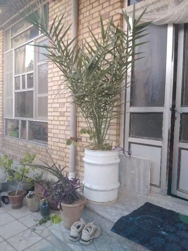 درخت خرما|گل و گیاه طبیعی|عجب شیر, |دیوار