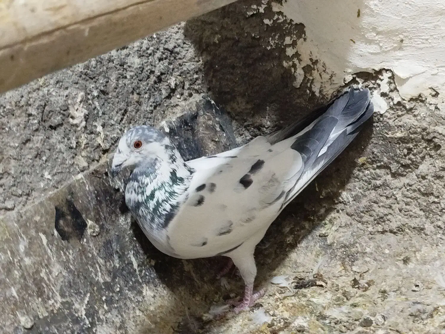 کبوتر بی کاکول|پرنده|سنندج, |دیوار