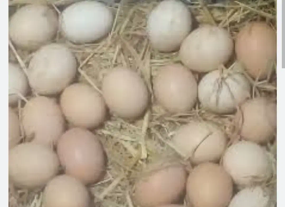 تخم مرغ محلی|خوردنی و آشامیدنی|داراب, |دیوار