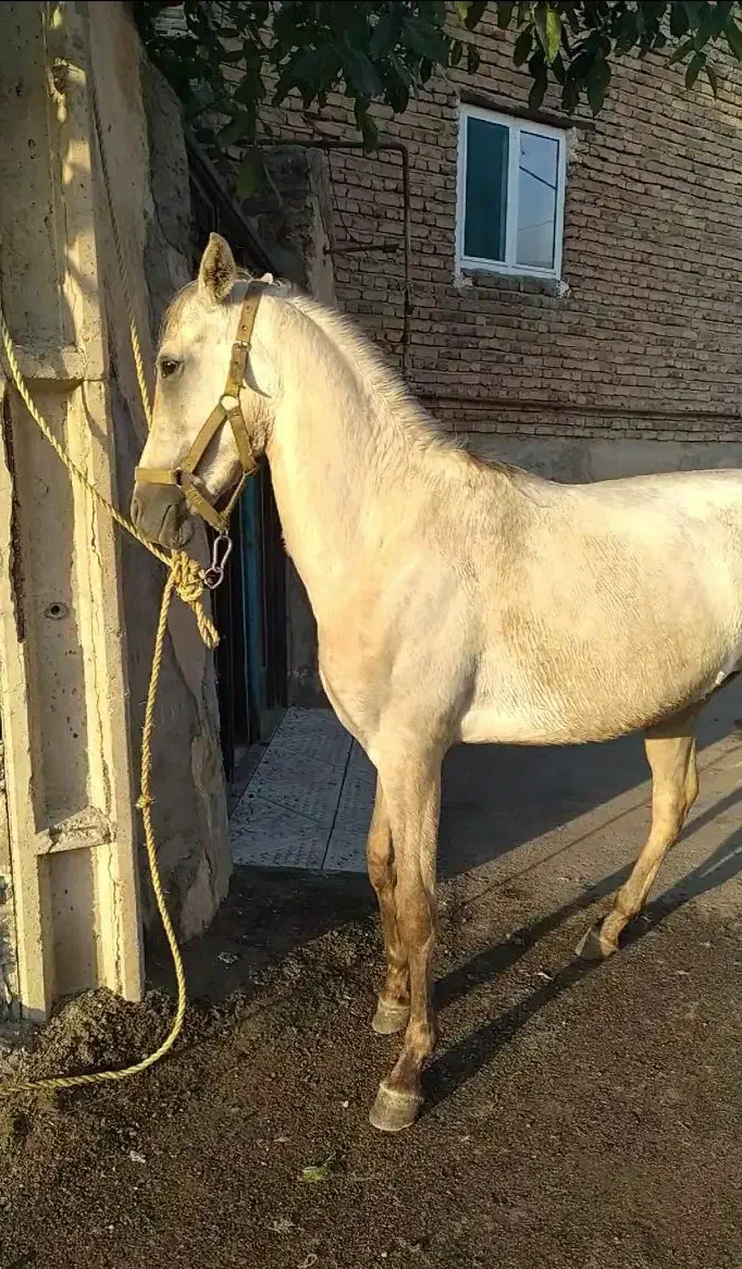 مادیان اصیل|اسب و تجهیزات اسب‌سواری|اردبیل, |دیوار