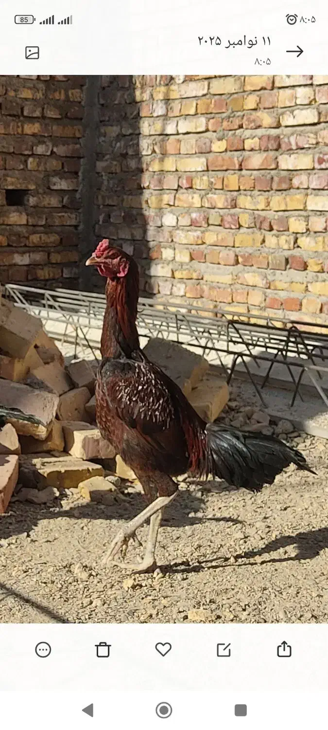 خروس لاری جوان اصل|حیوانات مزرعه|سراوان, |دیوار