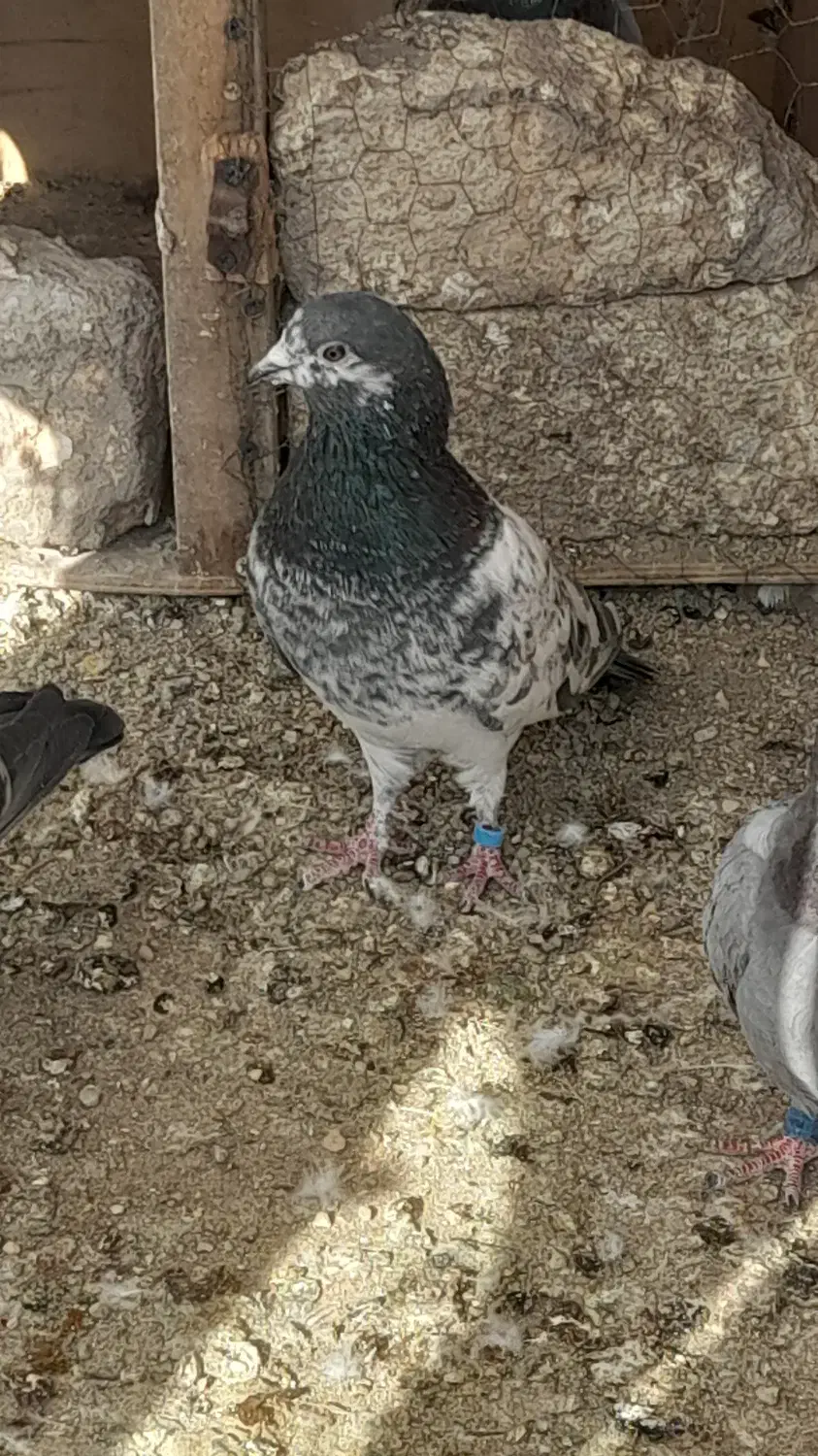 کفتر پاکستانی|پرنده|بومهن, |دیوار