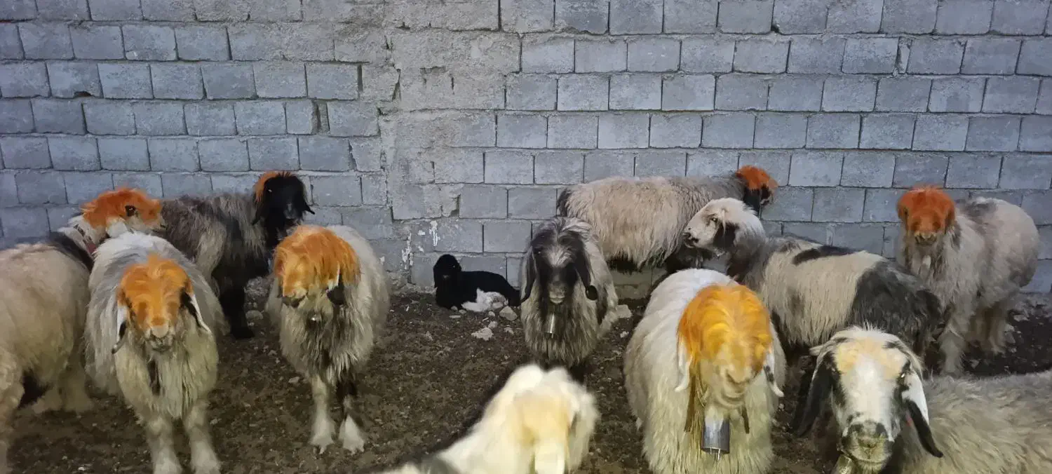 ۸۶ راس میش درجه ۱ بختیاری|حیوانات مزرعه|بلداجی, |دیوار