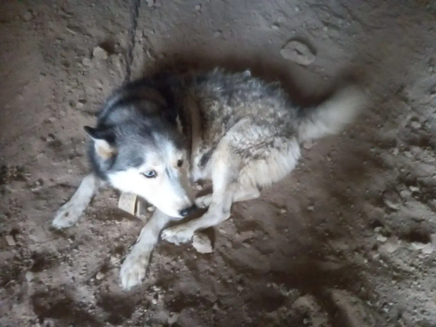 سگ هاسکی|سگ|سمنان, |دیوار