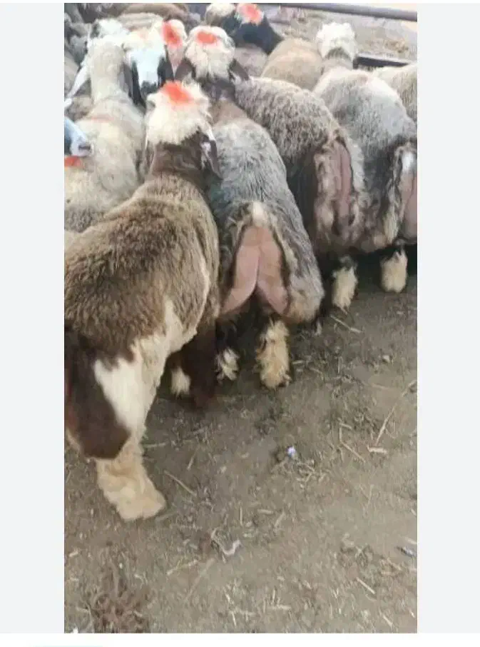 فروش گوسفند زنده کهره و بره ه|حیوانات مزرعه|شیراز, کفترک|دیوار