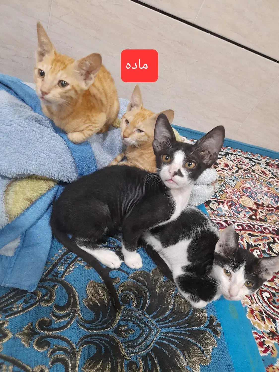 واگذاری گربه یک دونه ماده و سه تا نر آرام و سالم|گربه|بهبهان, |دیوار