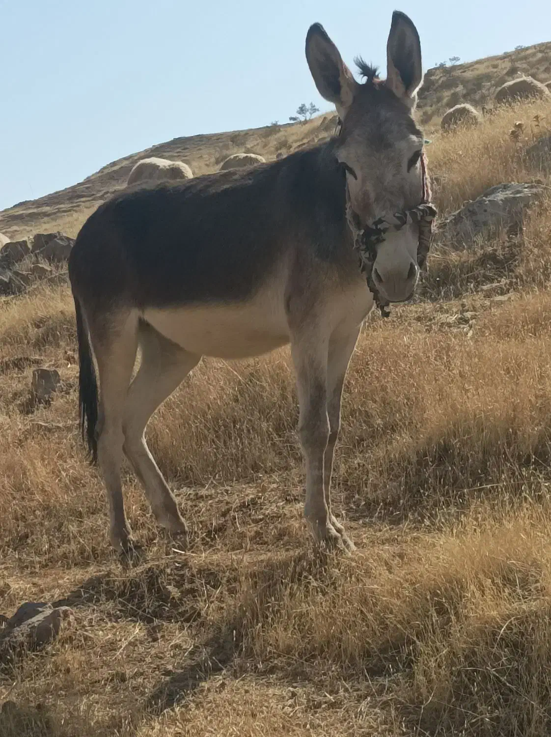 الاغ ماده|حیوانات مزرعه|پلدختر, |دیوار