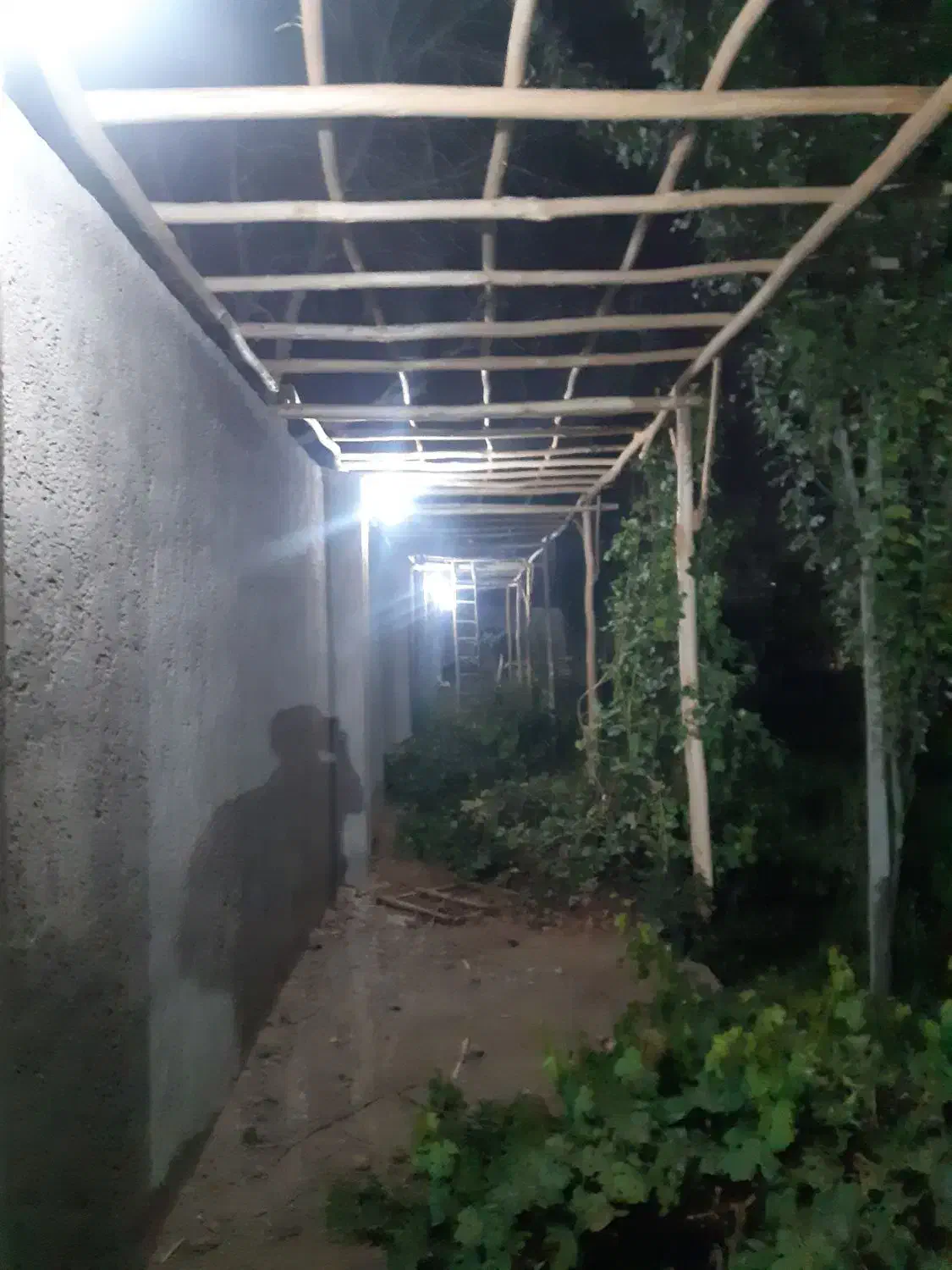 چوب داربست مو تالار انگور باغ ویلا خانه باغ|خدمات باغبانی و درختکاری|کاشان, کارگر|دیوار