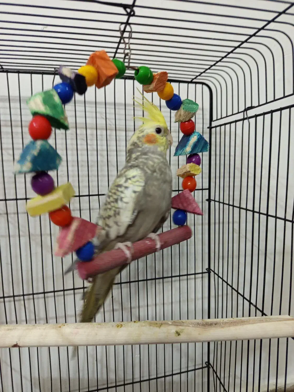 عروس هلندی نرو ماده|پرنده|قرچک, صالح آباد|دیوار