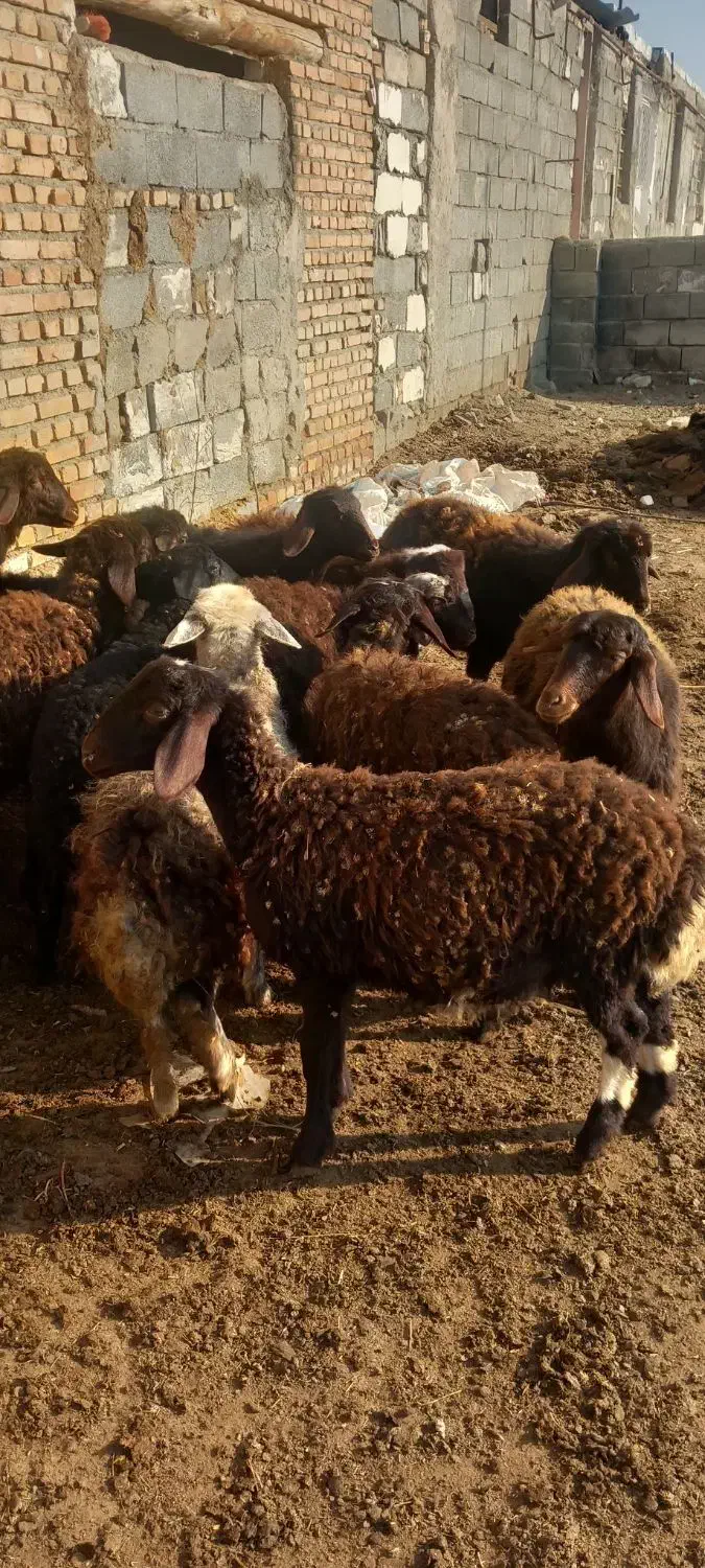 بره نره ماده|حیوانات مزرعه|نوشین شهر, |دیوار