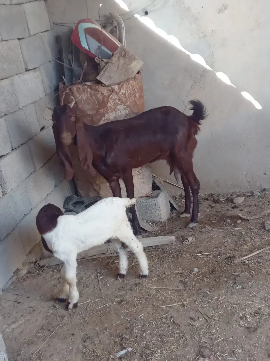 بز سرحال|حیوانات مزرعه|شادگان, |دیوار