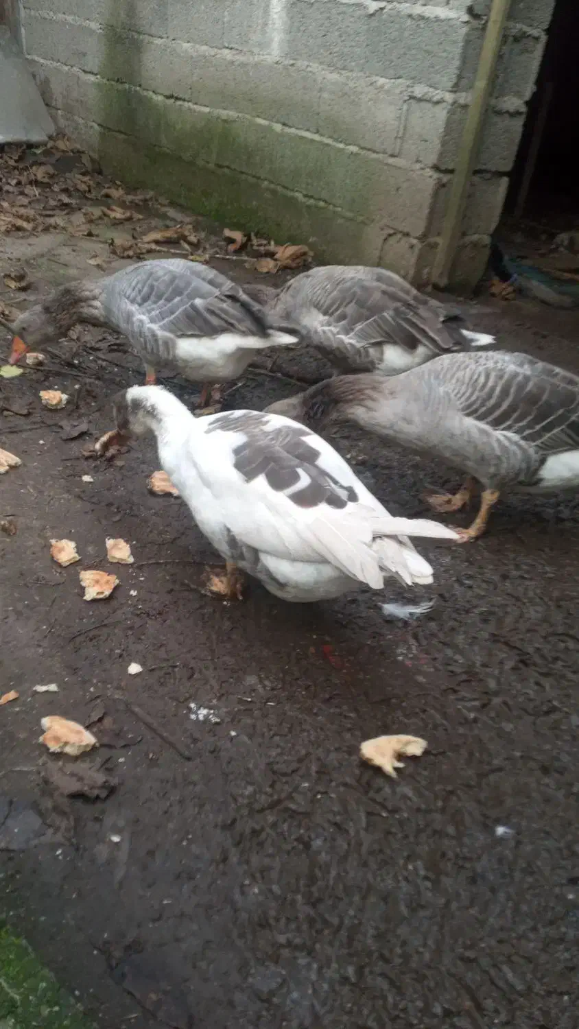 غازمحلی|حیوانات مزرعه|رودسر, |دیوار