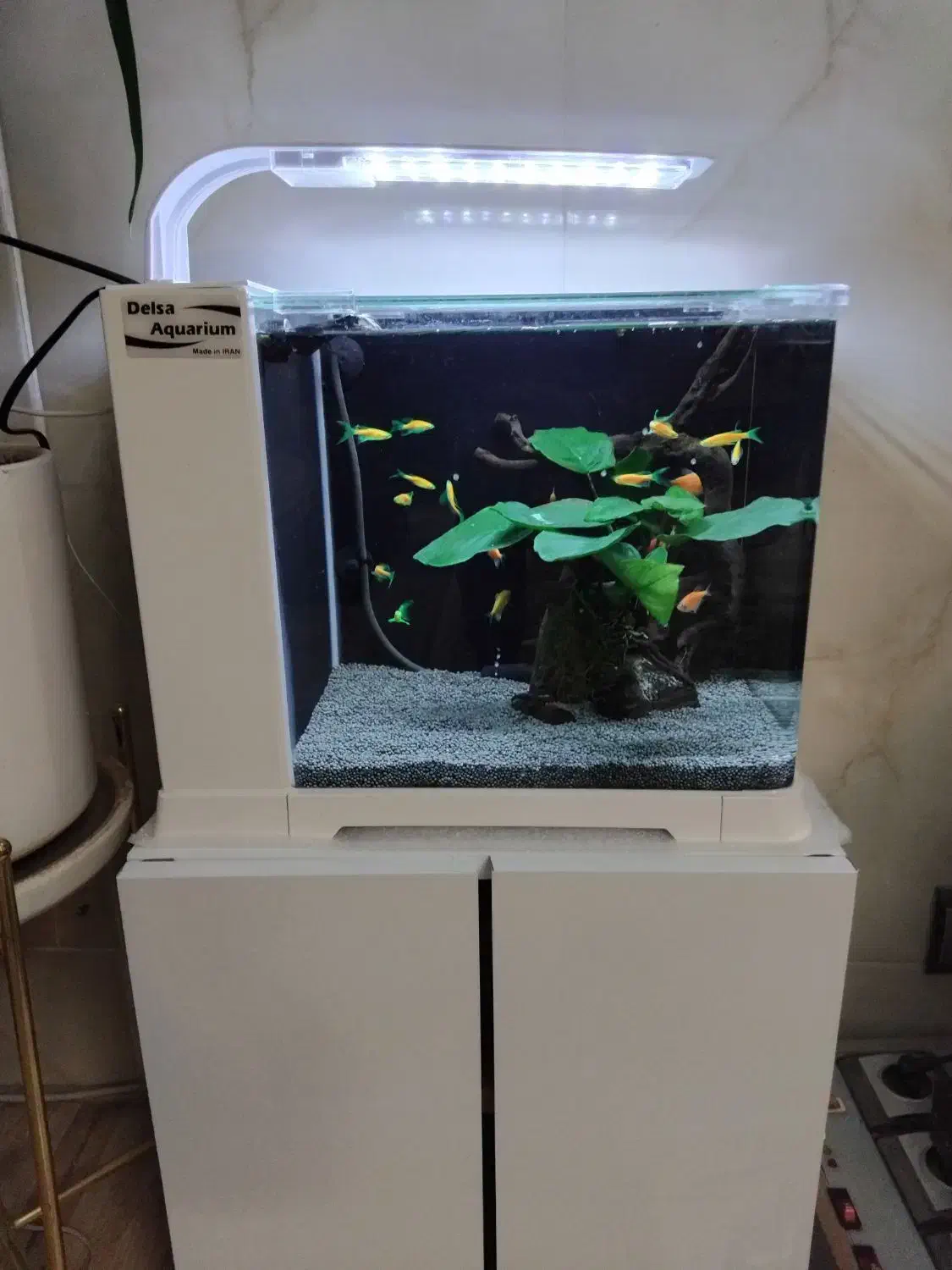 آکواریوم ،هدیه خاص واسه روز زن و روز مادر|ماهی|نیشابور, شریعتی|دیوار