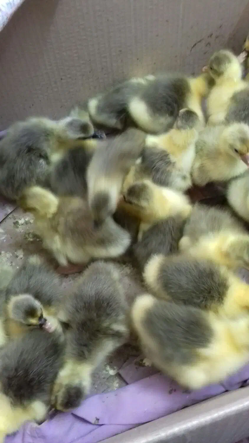 جوجه غاز سالم و سرحال|حیوانات مزرعه|گتاب, |دیوار