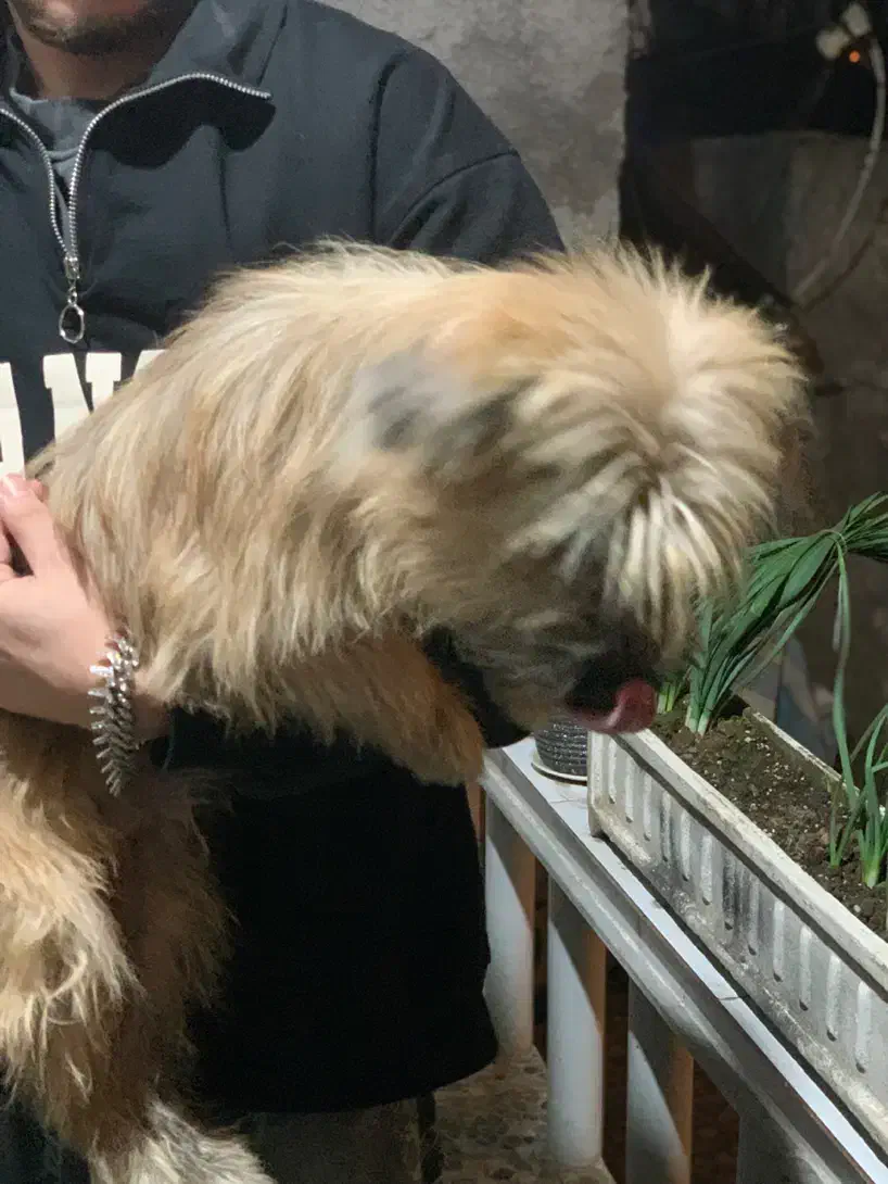 واگذاری شیتزو|سگ|رشت, گلسار|دیوار