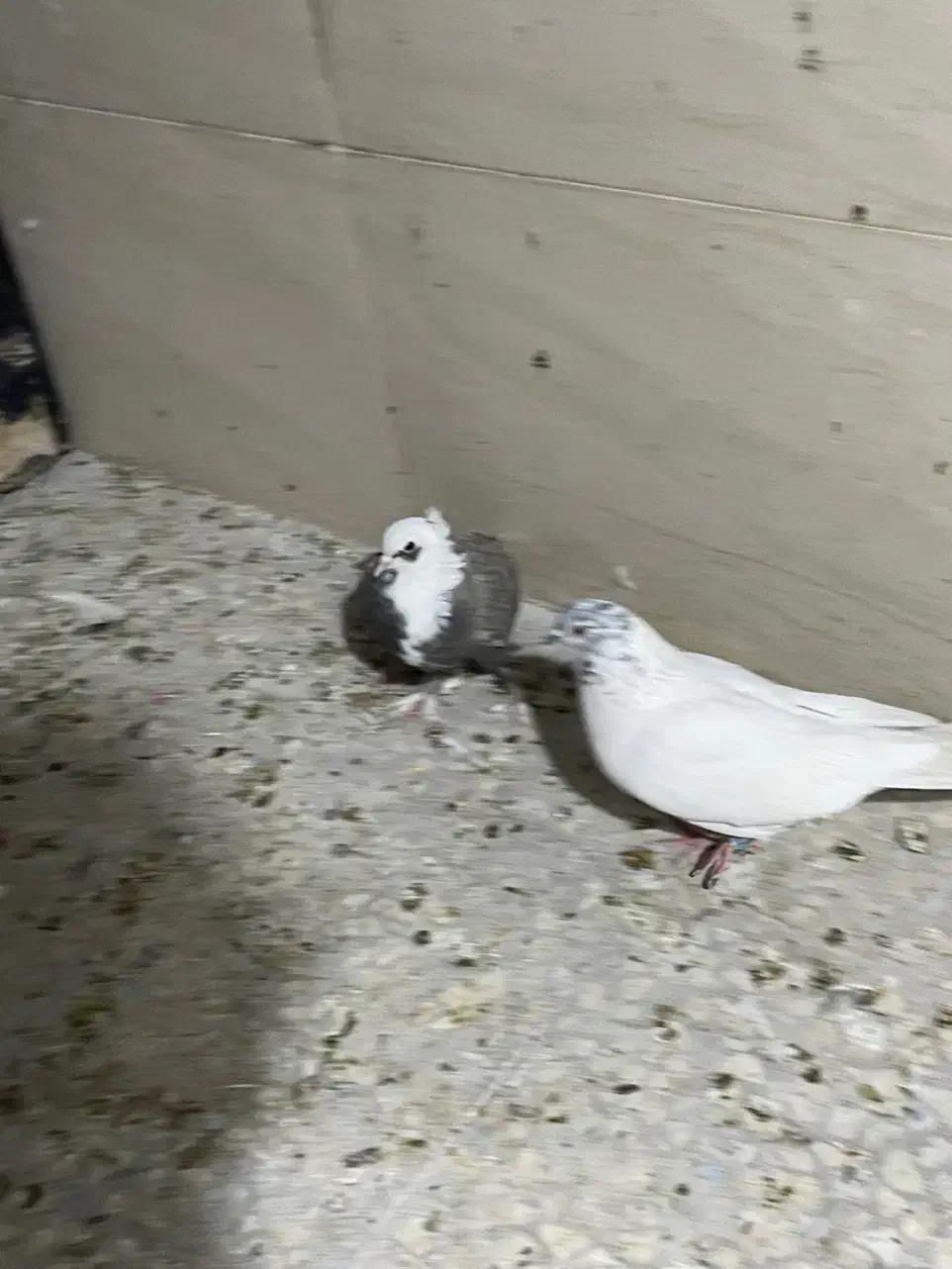 معاوضه کبوتر|پرنده|قم, انصار‌الحسین|دیوار